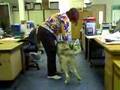 Kavik running around the office