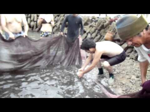 stone fish