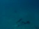 Reef Shark