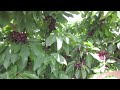 Hacienda Las Matas-Recolección de Cereza 2012