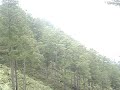 Pinus merkusii forest