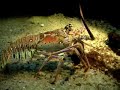 Lobster on Display at the National Aquarium