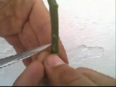 Enxertia em Citrus