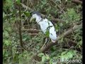 Cochlearius cochlearius / Boat-billed Heron