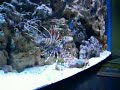 ???????? Pterois volitans ???????? Pterois volitans