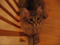 HairBall Attack
