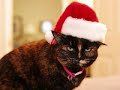 Kitty Kat Kristmas Kitty Kat Kristmas