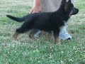Puppy obedience training at Central PA Schutzhund Club