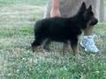 Puppy obedience training