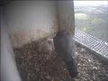 De Mortel: 2 mei voeden van kuikens