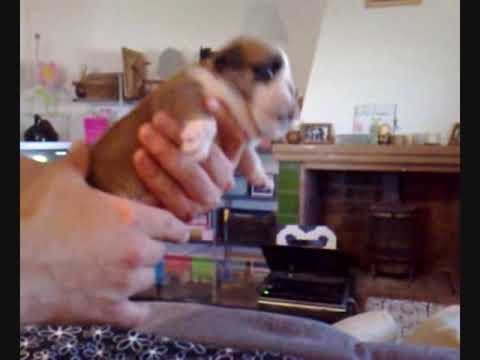 escubidu - Cachorros de Escubidu de la Banda del Patio, entre otros, nieto del bulldog mas premiado en Europa (el multicampeon Blood Blue Boy) e hijo del campeon de Bra...