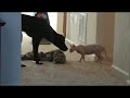 Dog Scared Cat