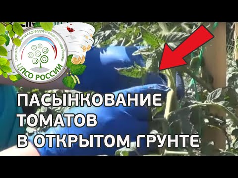 Как пасынковать томаты. Формирование томатов в открытом грунте.