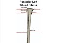 Posterior Bone Landmarks (Tibia and Fibula)