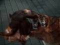 videos de piece 3