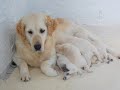 Inchabbey Golden Retrievers