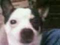 videos de Manchas perrita bonita