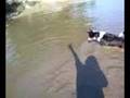 Pippin Shadow Chasing in water!!!