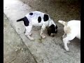 pachon navarro cachorros 2