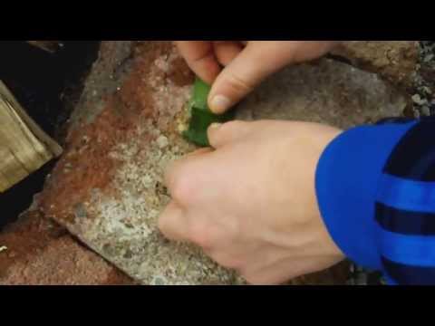 how to isolate scopolamine