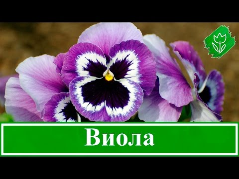 Посадка и уход за цветами виола Посадка и уход за цветами виола