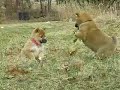 shiba-inu-at-play-2.html
