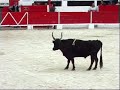 Camargue 1 : la course camarguaise