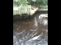 Alligator Farm Video - "Alligator farm in flo rida"