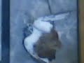 EK vs Pigeon2.mp4
