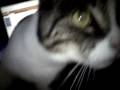 videos de Bink loves lolliepops
