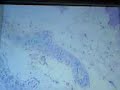 histologia esofago monge