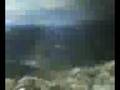 videos de Cuddles getting nice on a goldfish 3 (VID 00047.mpeg) - August 20, 2008, 11:09 AM