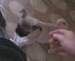 Pug video