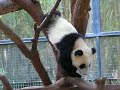 baby-panda-in-san-diego-zoo.html