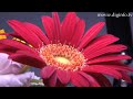 Natural light LED reproducing original color : DigInfo