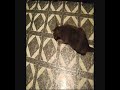 Cats Strung Out On Catnip!