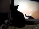 My cats loves three things. Eat, watch them self and my KEYBOARD! My cats loves three things. Eat, watch them self and my KEYBOARD!