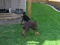 ufc-fight-chihuahua-vs-cat.html