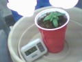 60 day time lapse of plant