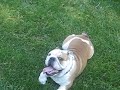 Hugo 1
