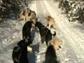 videos de Mushing Sivry 08/01/09 3/5