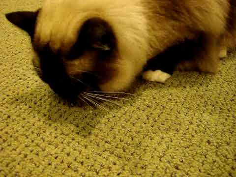 0 Wildside Salmon Treats