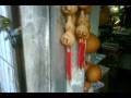 videos de Shanghai Cricket Market