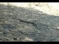 Mating (Gopher Snake #11)