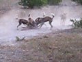 African Wild Dogs Hunting Impala in Moremi Game Reserve - Bostwana