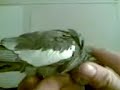 my pet cockatiel