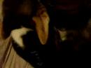 dog biting me dog biting me