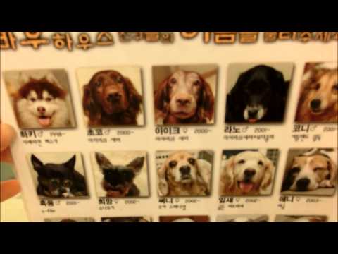 VIDEO: Dog House Cafe in Seoul