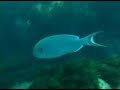 Fernando de Noronha - SUB - Parte 1 Fernando de Noronha - SUB - Parte 1