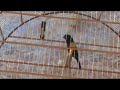 CRIATORIO SOL NASCENTE - CURIO FALAMANSA
